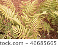 蕨類植物 46685665