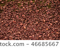 楓 46685667