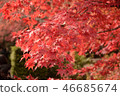 楓 46685674