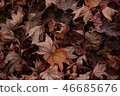 楓 46685676