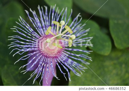Passiflora Chica Passiflora Chica 46686352