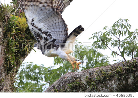 Ougi eagle 46686393