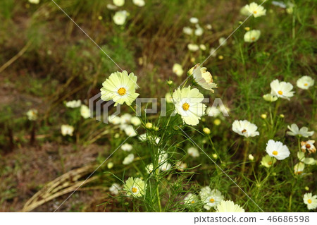 Dream cosmos garden Dream cosmos garden 46686598