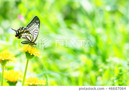 Swallowtail和蒲公英花 Swallowtail和蒲公英花 46687064