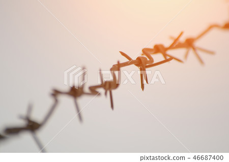 Barbed wire on gray background. Close-up 46687400
