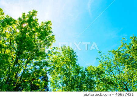 Trees and blue sky Trees and blue sky 46687421