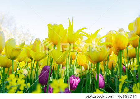 Tulips garden flowerbed Tulips garden flowerbed 46689784