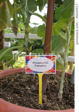 Ornamental Pumpkin plant planted in the farm. Ornamental Pumpkin plant planted in the farm. 46689917