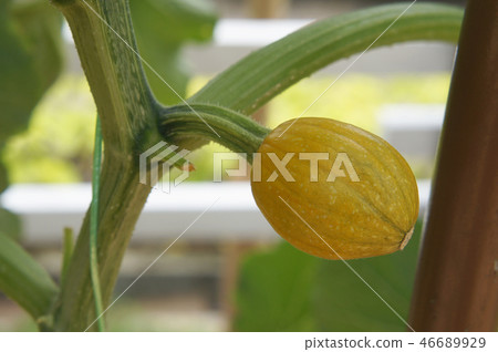 Ornamental Pumpkin plant planted in the farm. Ornamental Pumpkin plant planted in the farm. 46689929