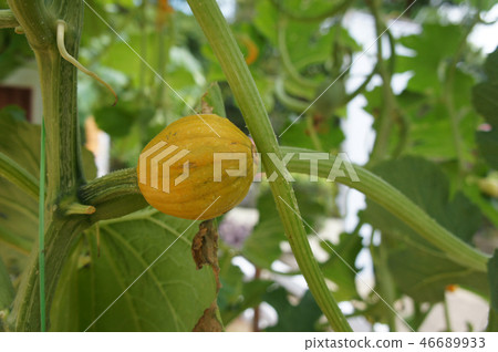 Ornamental Pumpkin plant planted in the farm. Ornamental Pumpkin plant planted in the farm. 46689933
