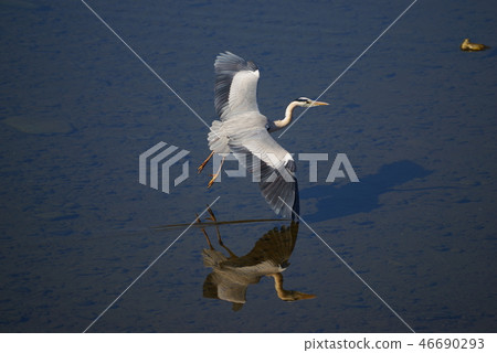 蒼鷺飛到多摩河 46690293