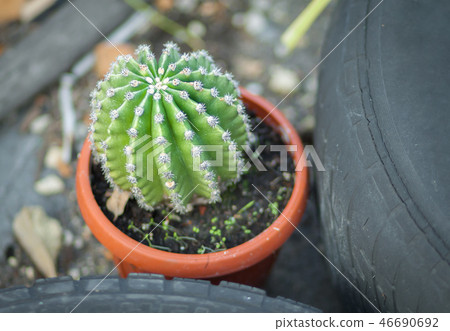 Indoor cactus in a pot 46690692