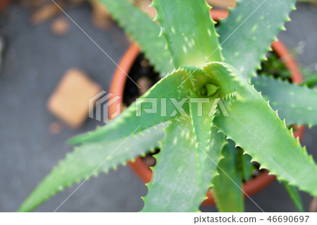 Blurry nature background. 46690697