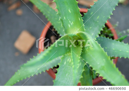 Blurry nature background. 46690698