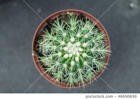 Indoor cactus in a pot 46690699