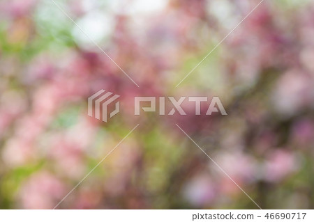 Blooming magnolia bokeh. Blooming magnolia bokeh. 46690717