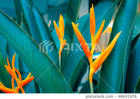 Heliconia psittacorum or Golden Torch flowers  46691976