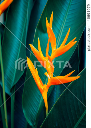Heliconia psittacorum or Golden Torch flowers Heliconia psittacorum or Golden Torch flowers 46691979