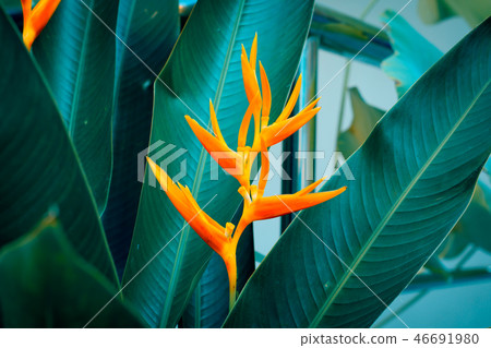 Heliconia psittacorum or Golden Torch flowers  46691980