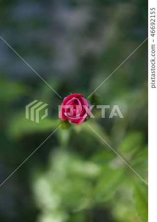 Rose in a garden 46692155