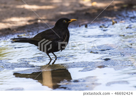 Blackbird (Turdus merula) takes a bath Blackbird (Turdus merula) takes a bath 46692424