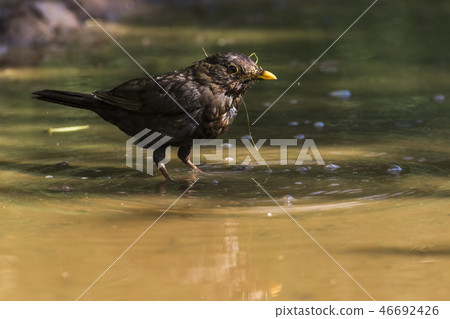 Blackbird (Turdus merula) takes a bath Blackbird (Turdus merula) takes a bath 46692426