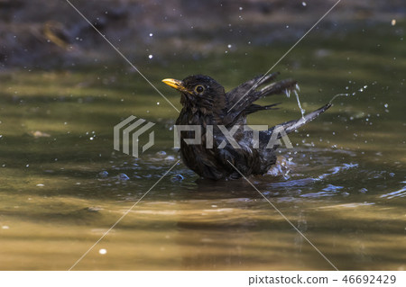 Blackbird (Turdus merula) takes a bath 46692429