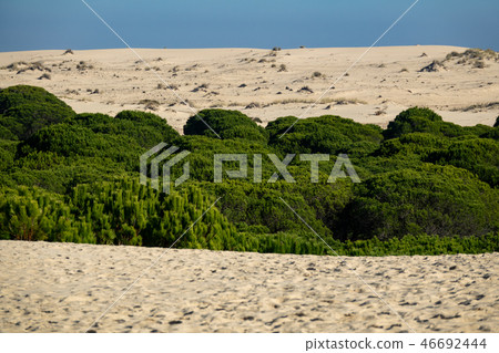 Pine tree forest in the valley of the desert 46692444