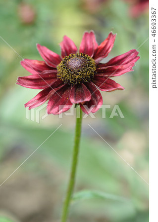 Gloriosa Daisy Cherry Brandy Gloriosa Daisy Cherry Brandy 46693367