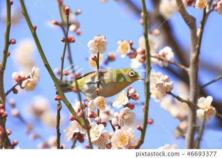 Pink plum blossom and white-eye Pink plum blossom and white-eye 46693377