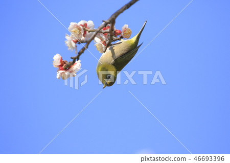 Pink plum blossom and white-eye Pink plum blossom and white-eye 46693396