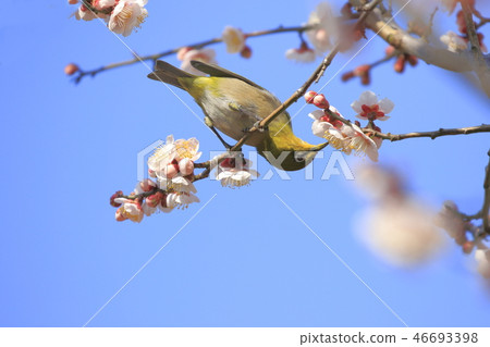 Pink plum blossom and white-eye Pink plum blossom and white-eye 46693398