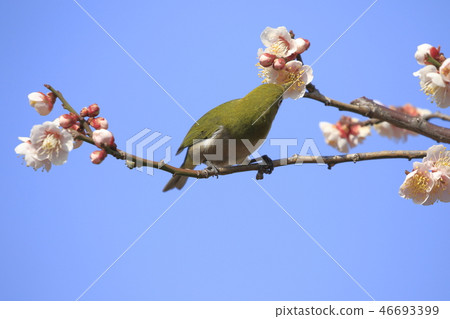 Pink plum blossom and white-eye Pink plum blossom and white-eye 46693399