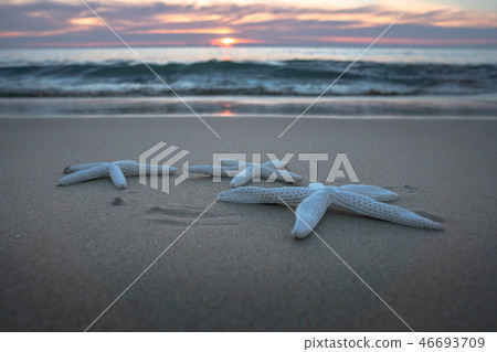 starfishes on the beach in sunset 46693709