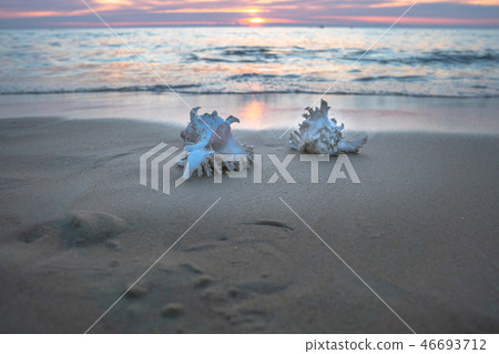 shellfish on the beach 46693712