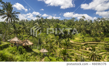 View of rice fields in Bali near Ubud View of rice fields in Bali near Ubud 46696376