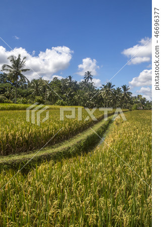 View of rice fields in Bali near Ubud 46696377