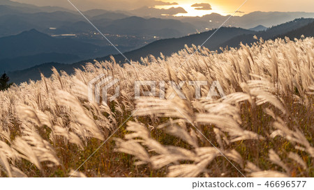 Autumn Susuki 46696577