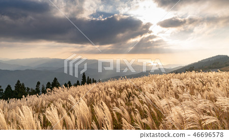 Autumn Susuki 46696578