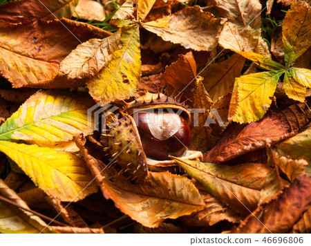 Droped conker on fallen leaves in autumn Droped conker on fallen leaves in autumn 46696806