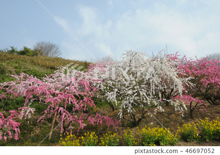 Genpei Fallen Peach of Satonokami-cho, Hanatomo 46697052