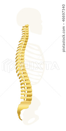 Backbone Golden Spine 46697340