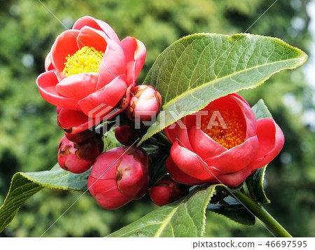 Flower and fruit plant 46697595