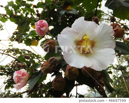 Flower and fruit plant 46697599