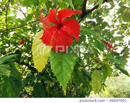 Flower and fruit plant 46697601