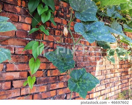 Flower and fruit plant Flower and fruit plant 46697602