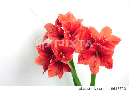 Three coral amaryllis in vase on white background. Three coral amaryllis in vase on white background. 46697720