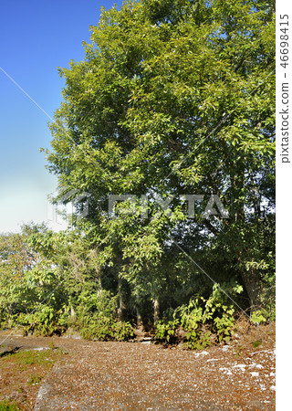 Acorn fruit Acorn fruit 46698415