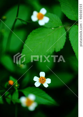 Wild grass Wild grass 46698593