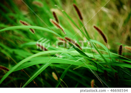 Wild grass Murasaki Enokoro flower Wild grass Murasaki Enokoro flower 46698594